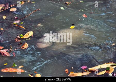 Mosambik-Maulbrüter (Sarotherodon mossambicus) und Nil Tilapia (Oreochromis niloticus) Kultfisch-Buntbarsche. Diese Fischarten werden eingeführt Stockfoto