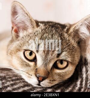 Junge reinrassige britische Chinchilla Katze liegt und ruht, Nahaufnahme Stockfoto