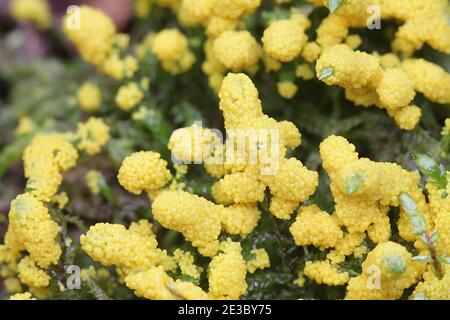 Physarum virescens, gelbe Schleimform der Ordnung Physarales Stockfoto