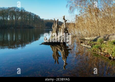 Alte Wurzelstock spiegelt sich idyllisch in der Wasseroberfläche des Huwenowsee In Meseberg an einem sonnigen Wintertag Stockfoto