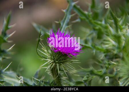 Detail der Blume der wilden Milchdistel, die Wächst im Sommer in den argentinischen Bergen Stockfoto