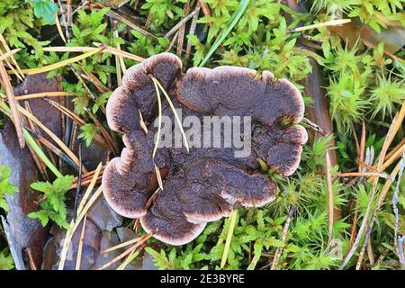 Hydnellum ferrugineum, bekannt als Mealierzahn oder rötlich-brauner korkiger Rückenpilz, Wildpilz aus Finnland Stockfoto