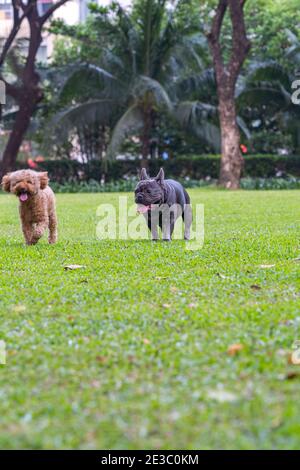 Vertikale Foto von schwarzen Französisch Bulldog spielen mit Freund an Der Park Stockfoto