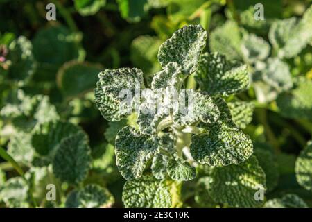 Marrubium vulgare, White Horehound Plant Stockfoto