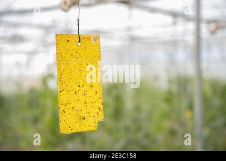 Gelbe klebrige Karte Falle von Landwirt installiert, um Insekten und Schädlinge in Poly-Haus oder Gewächshaus zu kontrollieren, umweltfreundliche, ökologische Landwirtschaft Konzept. Copy space Stockfoto