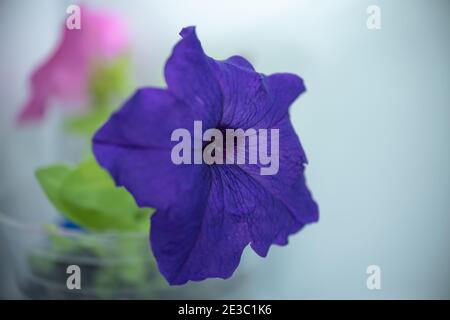 Die violette Blüte von Petunias Stockfoto