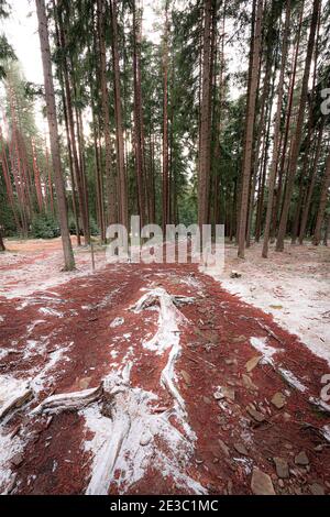 Baumwipfel Gehweg Turm in Lipno nad Vltavou (stezka korunami stromu) Stockfoto