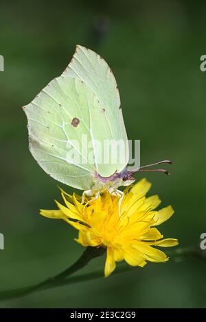 Gonepteryx rhamni, bekannt als gemeiner Brimstone, der sich auf Falkenweed ernährt Stockfoto