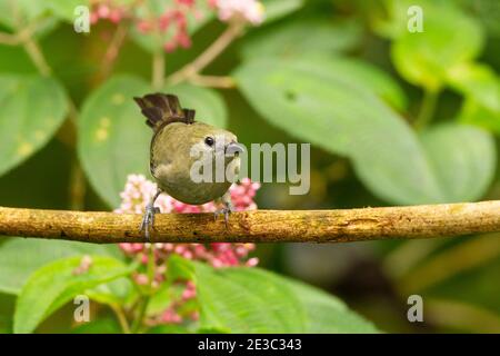 Palm Tanager (Thraupis Palmarum) Stockfoto