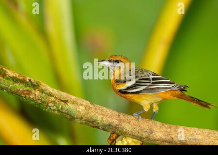 Baltimore Oriole (Ikterus Galbula) weiblich Stockfoto