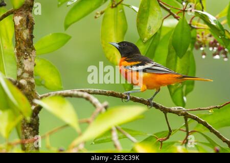 Baltimore Oriole (Icterus galbula) Stockfoto