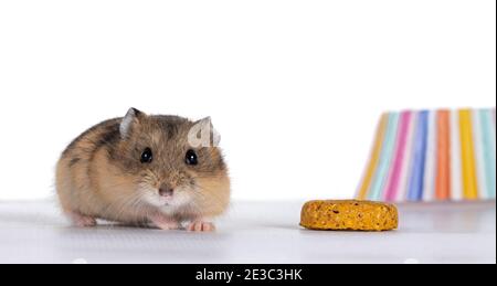 Nettes Baby Hamster neben Leckerli und bunten Cupcake Papier stehen. Blick in Richtung Kamera. Isoliert auf weißem Hintergrund. Stockfoto