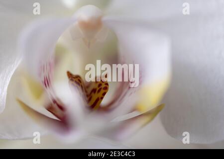 Weiße Orchidee mit rosa und gelb Stockfoto