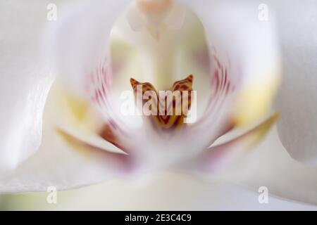 Weiße Orchidee mit rosa und gelb Stockfoto
