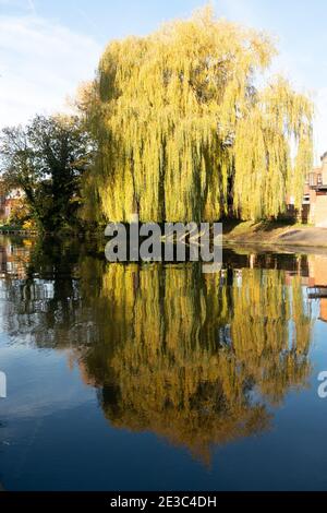 Große Weide über hängen die River Cam mit wunderbar Reflexionen in Cambridge England Stockfoto