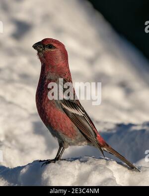 Grosbeak Nahaufnahme Profil Ansicht auf Schnee stehen, zeigt rote Federflügel mit einem verschwommenen Hintergrund in der Wintersaison in seinem Lebensraum. Bild. Stockfoto