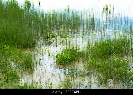 Am Sommertag im kleinen Sumpf klumpig grüne Schachtelhalm Stockfoto