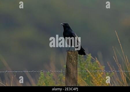 Aas Crow-Corvus Corone Barsche auf Zaunpfosten. Winter Stockfoto