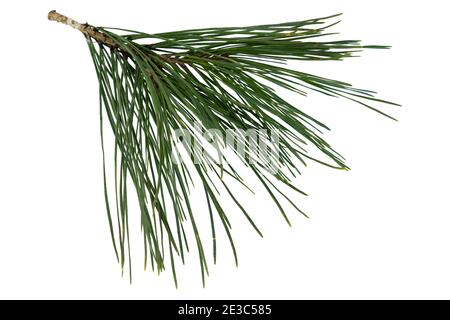 Zweig der Kiefer isoliert auf weißem Hintergrund. Stockfoto
