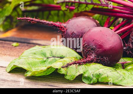 Rote Bete Knollen mit grünen Blättern auf Holztisch. Zubereitung von frischem Salat. Frisches Gemüse für vegetarische Küche. Rüben auf dem Straßenmarkt. Stockfoto
