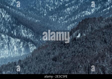 Winter Kiefernwald am Hang. Gefrorene Bäume unter Schnee Stockfoto