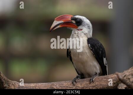Hornbill thront auf einem Baumglied Stockfoto