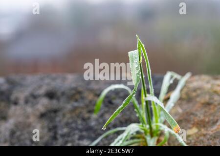 Gefrorene Wassertröpfchen oder Tau und Frost bilden sich auf einem Grashalm während eines sehr kalten Tages, England, Großbritannien Stockfoto