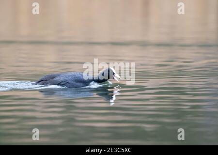 Gemeinsame oder eurasische Coot auf dem Wasser, Rufen und Schwimmen auf der Seite, England, Großbritannien Stockfoto