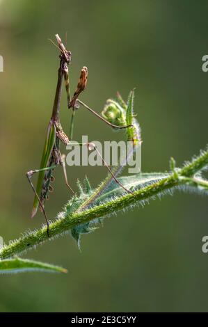 Conehead Mantis (Empusa Pennata) Stockfoto