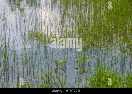 Am Sommertag im kleinen Sumpf klumpig grüne Schachtelhalm Stockfoto