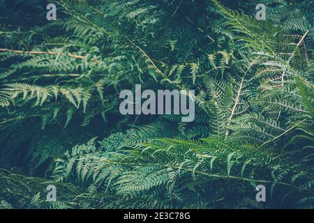 Dickicht Farn. Grüne Blattabdeckung im Regenwald. Landschaftlich natürliche Textur von Farnblättern. Stockfoto