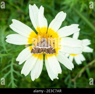 Motte auf Glebionis coronaria Blume wächst wild auf Gran Canaria, Kanarische Inseln, Spanien. Stockfoto