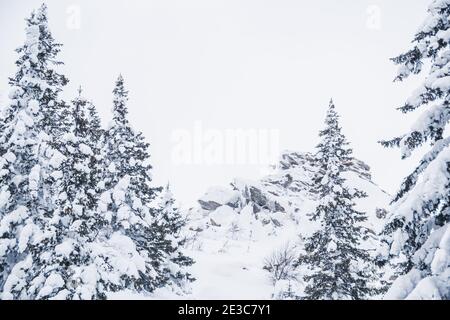 Dichter Wald mit gefrorenen Ästen. Winteratmosphäre der Waldreise, weicher Schnee auf Bäumen Stockfoto