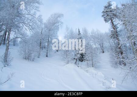Winterwald am Hang in frostigen Dunst. Die Äste sind unter weichem Himmel mit Schnee und Frost bedeckt. Stockfoto