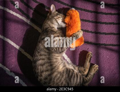 Ein Tabby Kätzchen (Felis catus) liegt auf dem Boden und spielt mit einem orangefarbenen Katzenkicker. Stockfoto