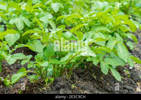 Feld der grünen Kartoffelsträucher. Reihen auf Kartoffelfeld mit grünen Büschen. Kartoffelsträucher im Garten. Automatische Bewässerung in einem Kartoffelfeld Stockfoto