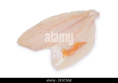 Studio Schuss von Filet aus Brill, ein Mitglied der Steinbutt-Familie, vor einem weißen Hintergrund geschnitten. Stockfoto