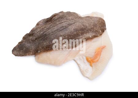 Studio Schuss von Filet aus Brill, ein Mitglied der Steinbutt-Familie, vor einem weißen Hintergrund geschnitten. Stockfoto