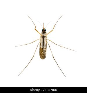 Gefährliche Malaria infizierte Mosquito isoliert auf Weiß, Leishmaniasis, Enzephalitis, Gelbfieber, Dengue-Krankheit, Mayaro, Zika, EEEV oder EEE-Virus infe Stockfoto