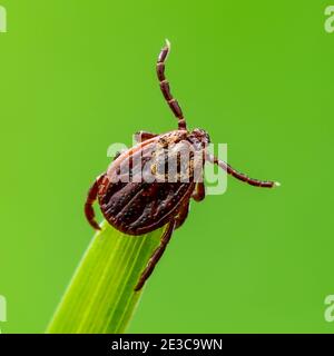 Enzephalitis Tick Insekt kriecht auf grünem Gras. Enzephalitis Virus oder Lyme-Borreliose Infektiöse Dermacentor Tick Arachnid Parasit Makro. Stockfoto