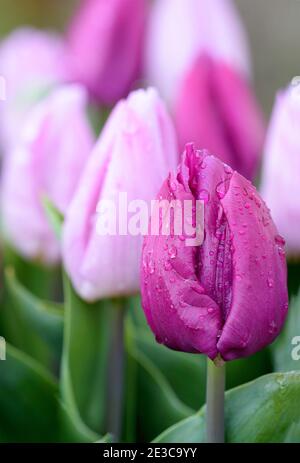 Tulipa 'Purple Prince'. Tulip 'Purple Prince' Stockfoto