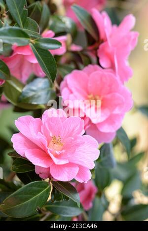 Rosafarbene Blüten von Camellia × williamsii 'Donation'. Kamelie „Donation“ Stockfoto