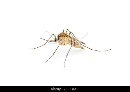 Malaria infizierte Moskito isoliert auf Weiß, Leishmaniose, Enzephalitis, Gelbfieber, Dengue-Krankheit, Mayaro, Zika, EEEV oder EEE Virus Infektiöse cul Stockfoto