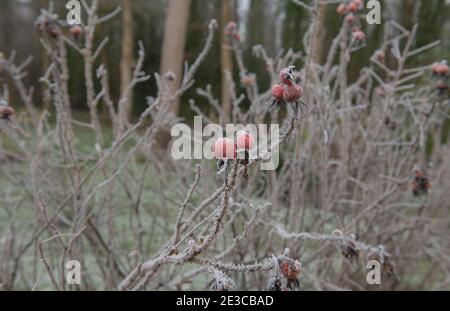 Winterfrost auf den Hagebutten eines roten japanischen Rosenstrauch (Rosa rugosa 'Rubra'), der in einem Garten in Rural Devon, England, Großbritannien wächst Stockfoto