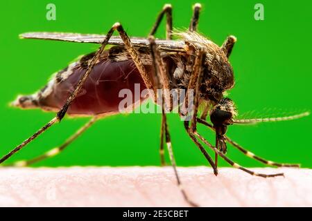 Zika infizierte Mosquito auf grünem Hintergrund. Leishmaniose, Enzephalitis, Gelbfieber, Dengue, Malaria-Krankheit, Mayaro oder Zika-Virus infektiöses C Stockfoto