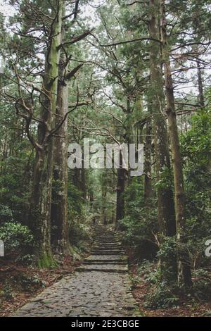 Vertikale Aufnahme von Steinstufen, die weit nach oben gehen In einen schönen dichten Wald Stockfoto