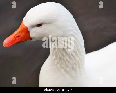 Gänsegander mit weißem Emblem Stockfoto