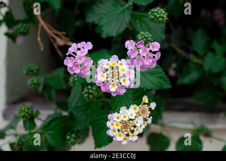 Lantana camara mehrfarbige Blüten auf grünem Busch. Exotische Blumen tropischer Länder Stockfoto