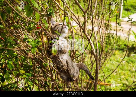 Kätzchen klettern zwischen Ästen im Garten mit seinen Krallen Aus Stockfoto