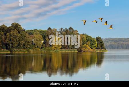 Die fünf Graugänse flogen kurz vor Herbstbeginn über den Kellersee. Stockfoto